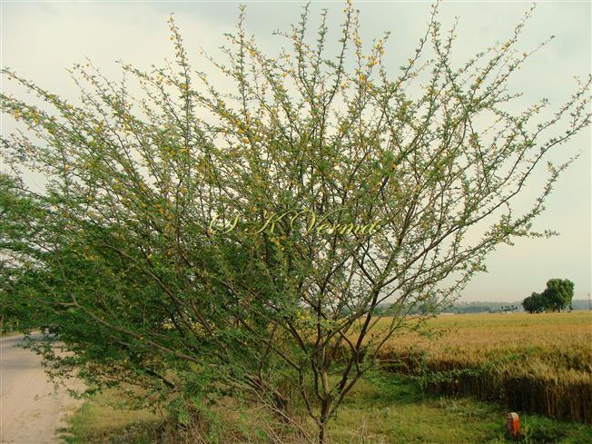  Plant